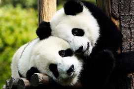 Wildlife