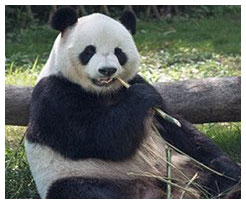 Chengdu